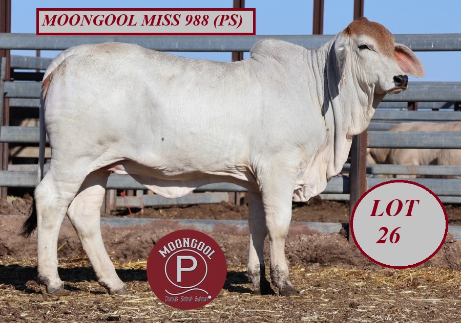 lot 26 IMG 3131