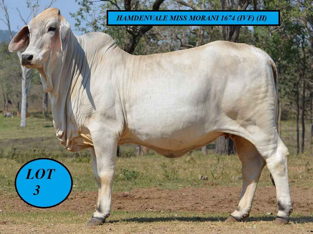 LOT 3
