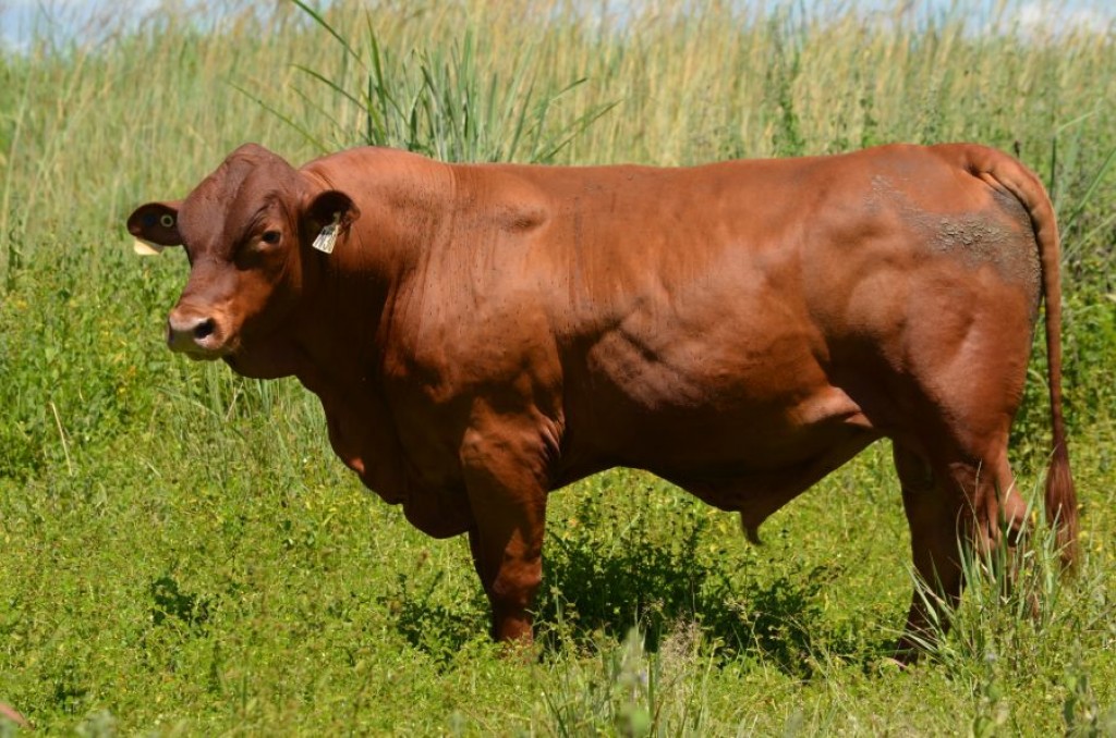45 SENEPOL BULLS FOR PRIVATE SALE Jim Pola Digital Marketing