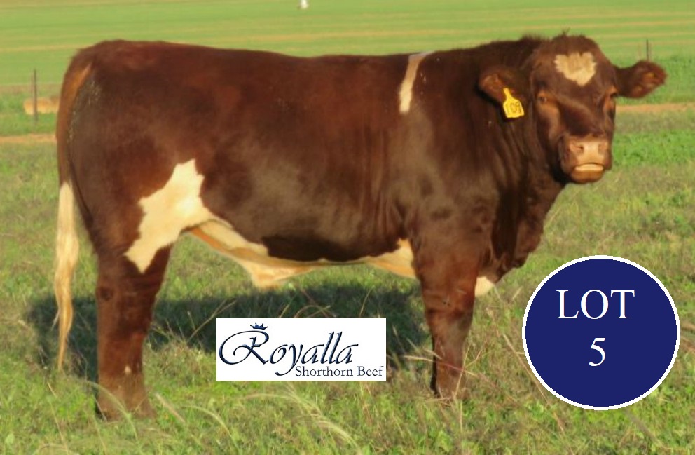 lot5