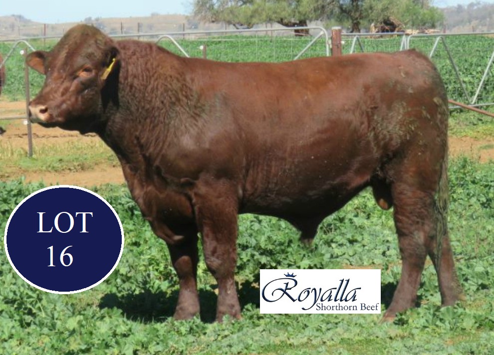 lot 16