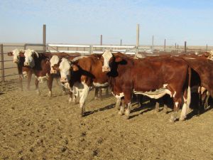 53 VGQ VENDOR BRED BRAFORD COWS 56 CALVES