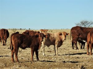 90 cowsand calf