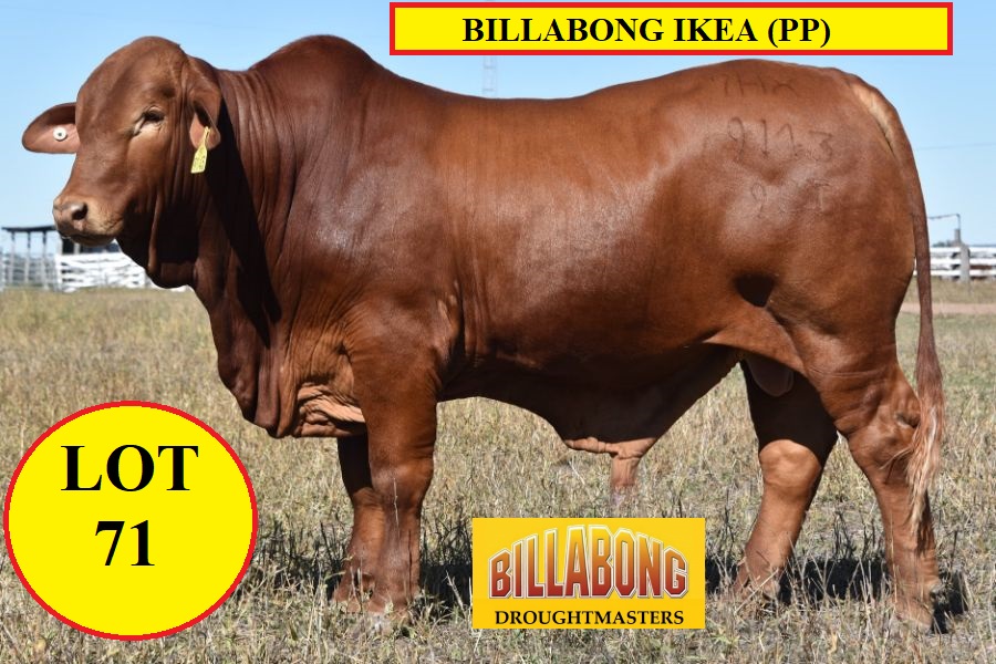 LOT 71