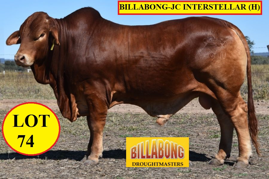 LOT 74