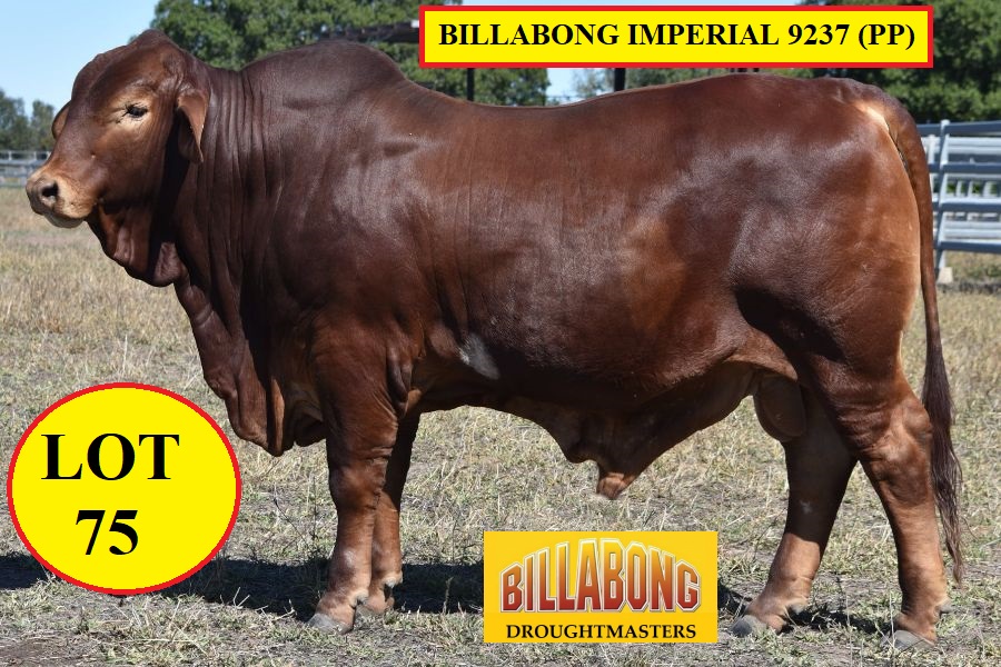 LOT 75