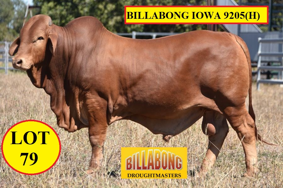 LOT 79