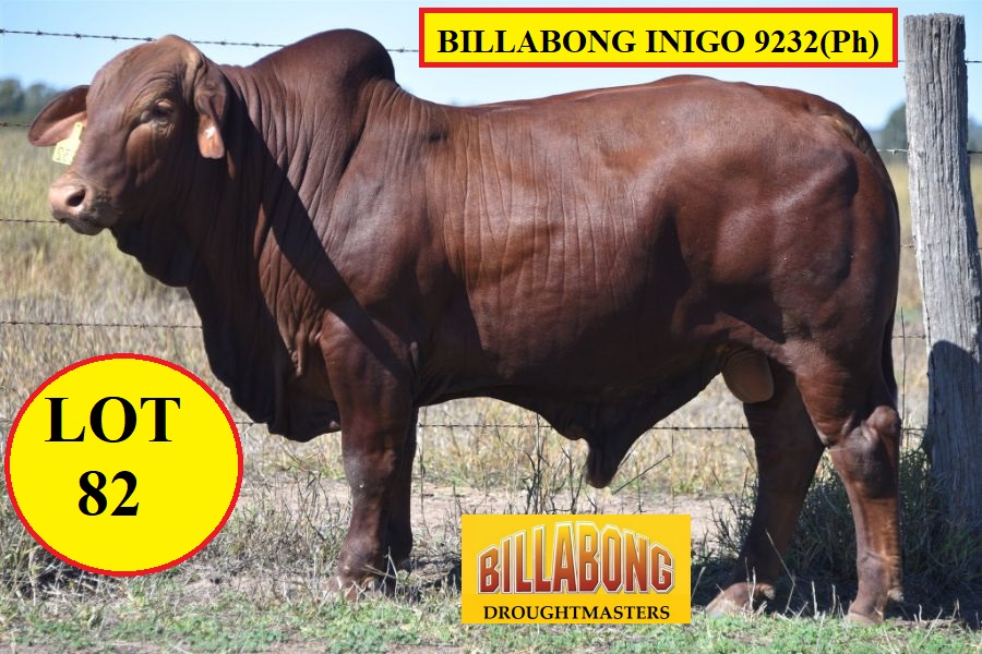 LOT 82