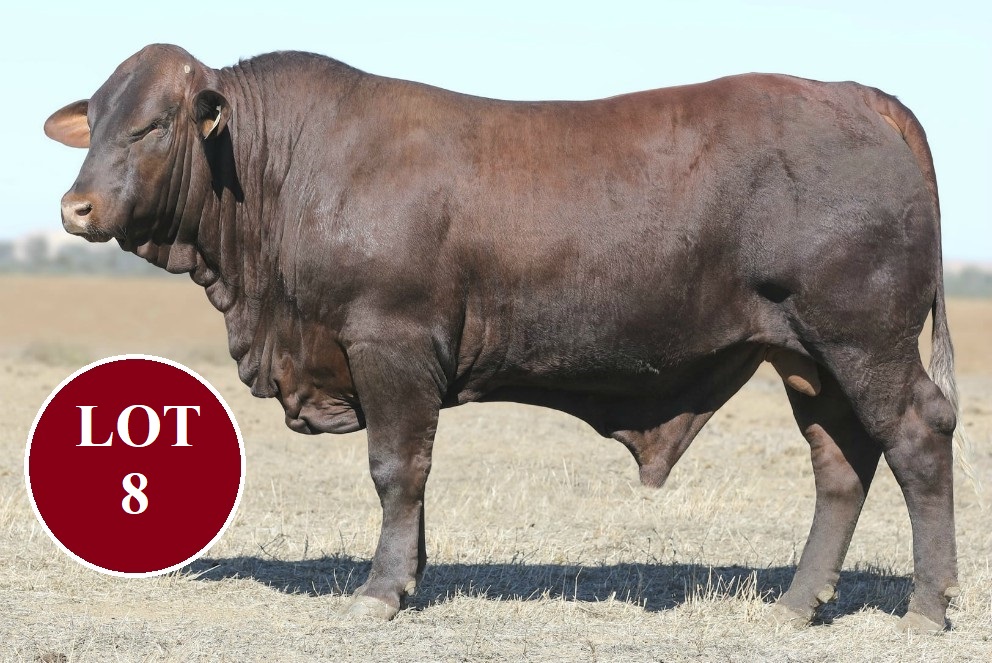 LOT 8