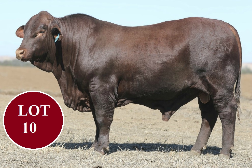 lot 10 THE 10