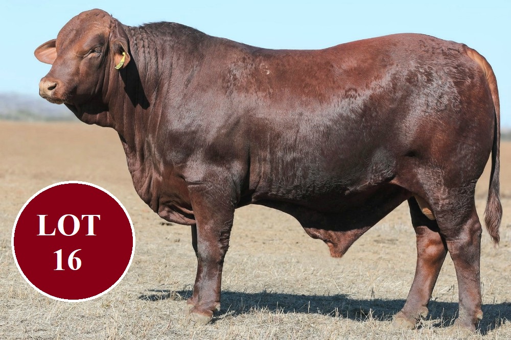 lot 16