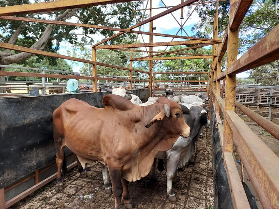 Mareeba Cattle Market Jim Pola Digital Marketing