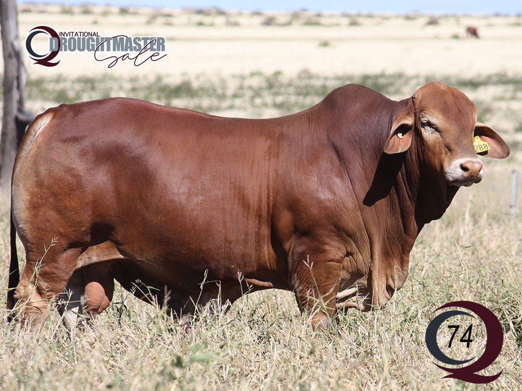 Lot 74 Minlacowie Xabi 9288