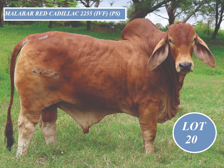 LOT 20 900 TIM 