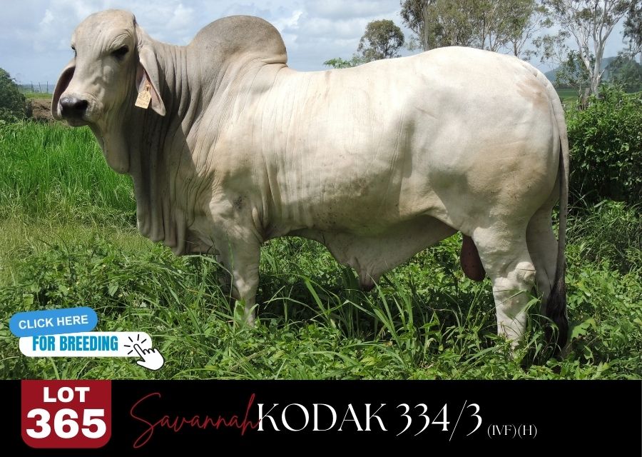 lot 365sdf