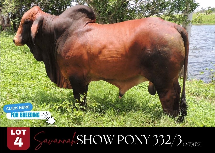 lot 4 ghy