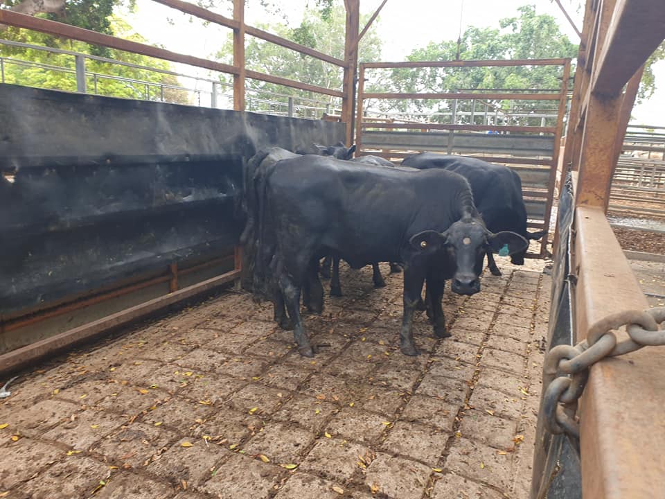 Mareeba Cattle Market Jim Pola Digital Marketing