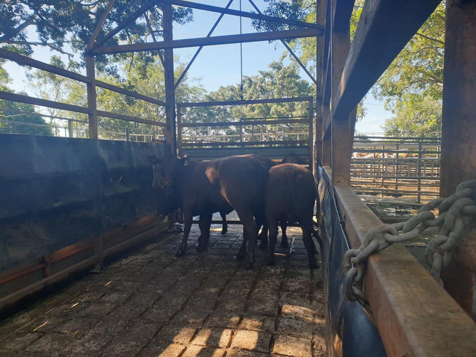 Mareeba Cattle Market Jim Pola Digital Marketing