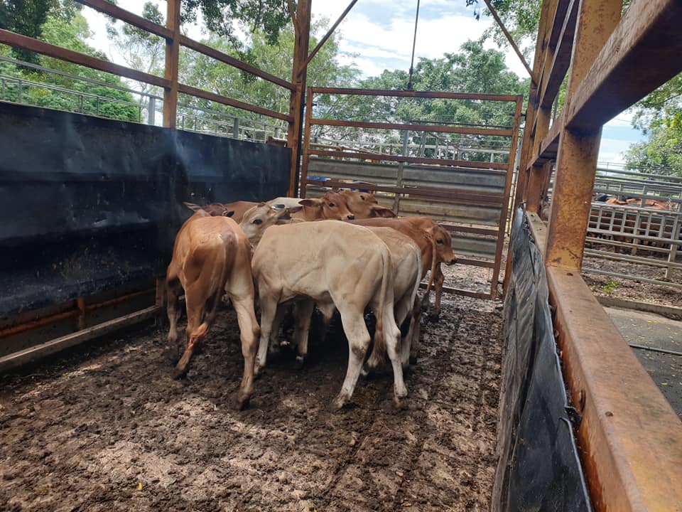 Mareeba Cattle Market Jim Pola Digital Marketing