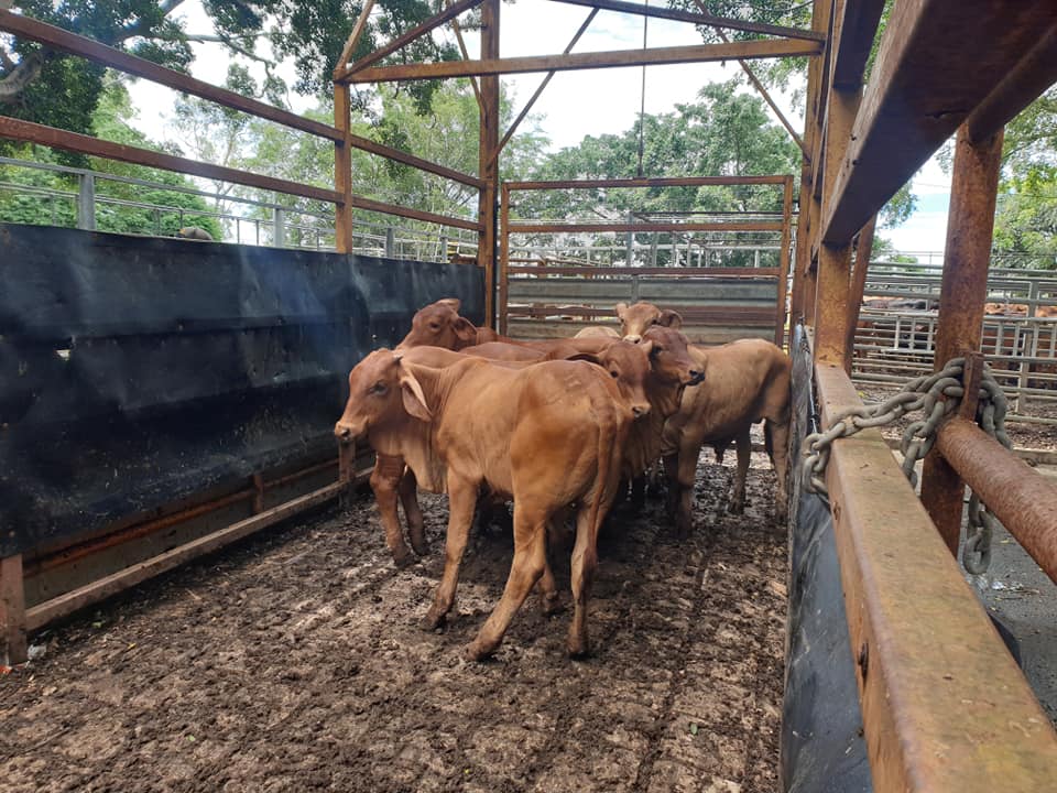 Mareeba Cattle Market Jim Pola Digital Marketing