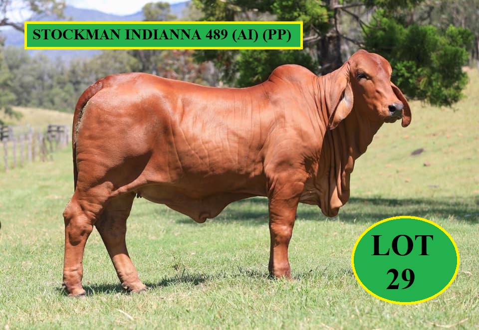 Lot 29 Stockman