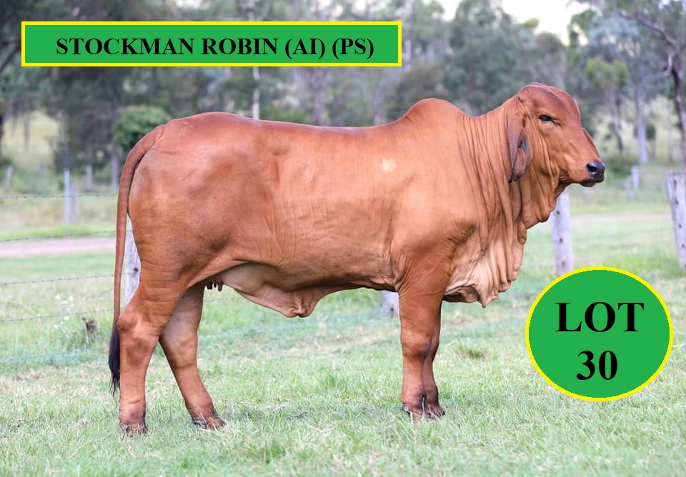 Lot 30 Stockman