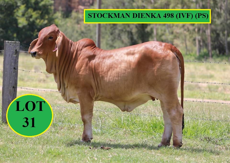 Lot 31 Stockman