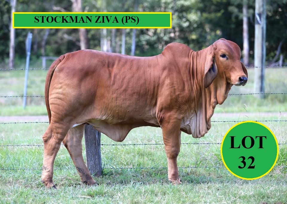 Lot 32 Stockman