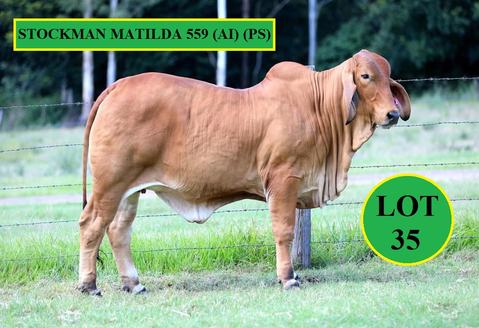 Lot 35 Stockman