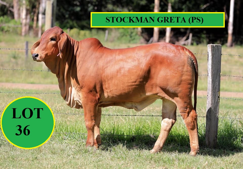 Lot 36 Stockman