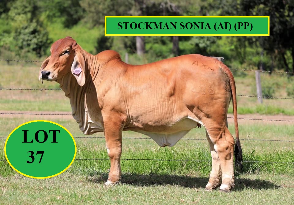 Lot 37 Stockman