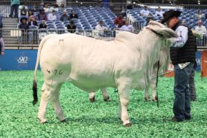 Calf Champion Grey Female 