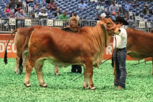 Calf Champion Red Female 