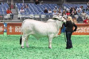 Intermediate Champion Grey Female