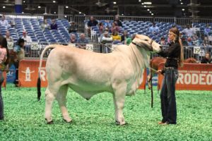 Reserve Calf Champion Grey Female 