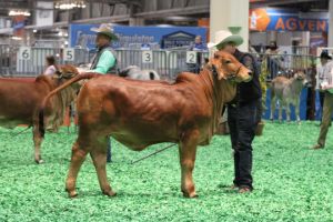 Reserve Calf Champion Red Female 