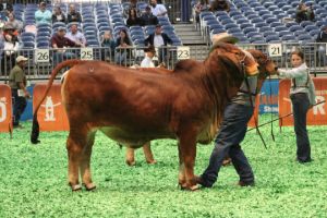 Reserve Champion Intermediate Red Female 