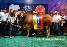 GRAND CHAMPION AND ADULT CHAMPION RED BULL