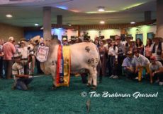 Grand champion and young champion gray bull 