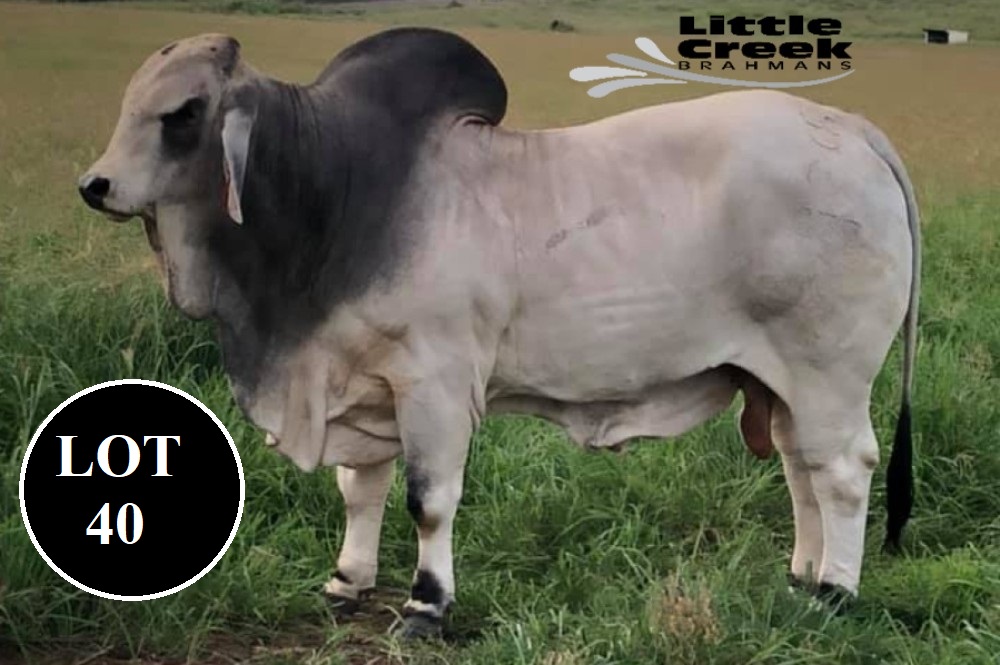 LOT 40 1