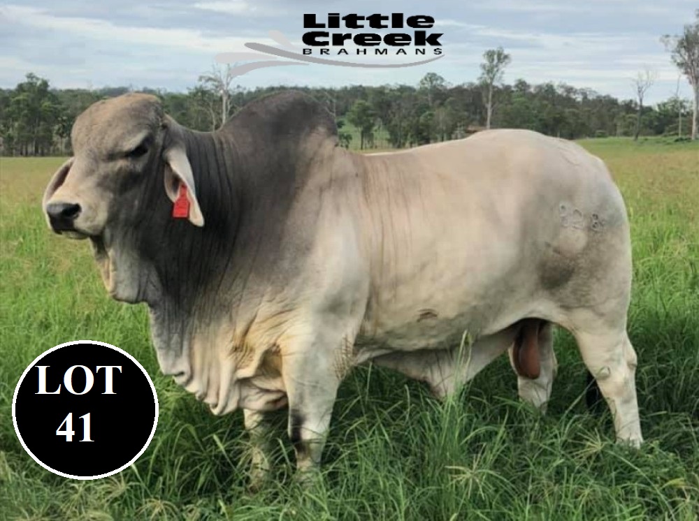 LOT 41 1 1