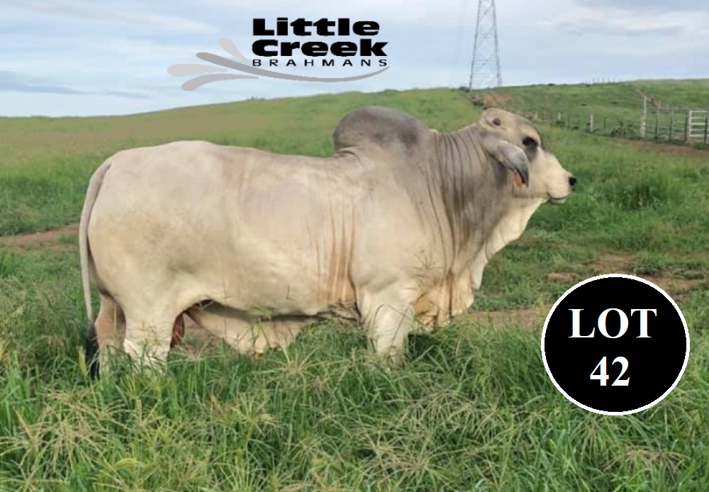 LOT 42 1 1