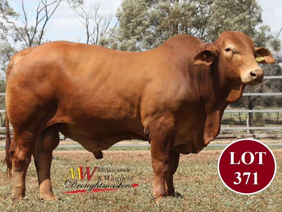 Lot 371 Minlacowie Wilbur 9092