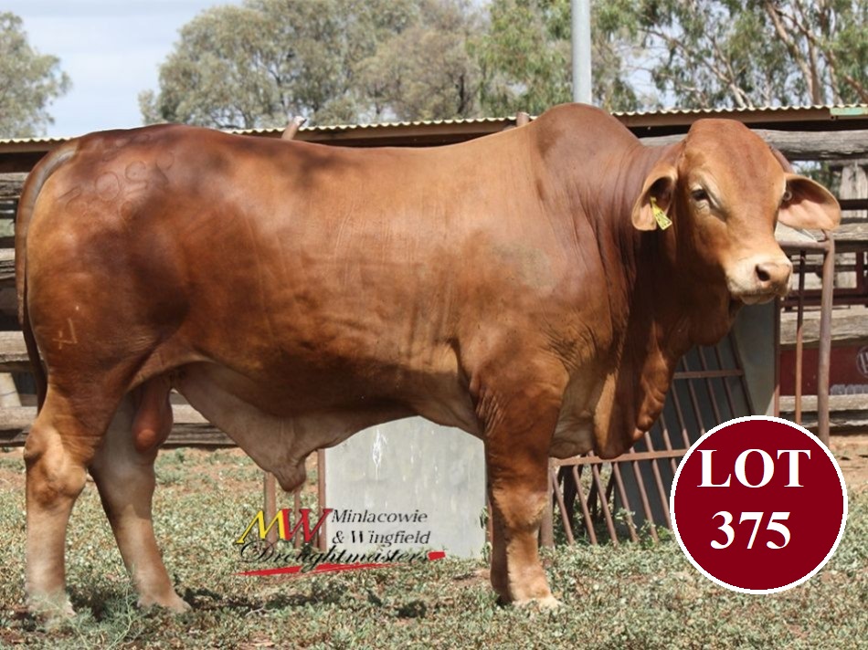 Lot 375 Minlacowie Xenia 9205 1