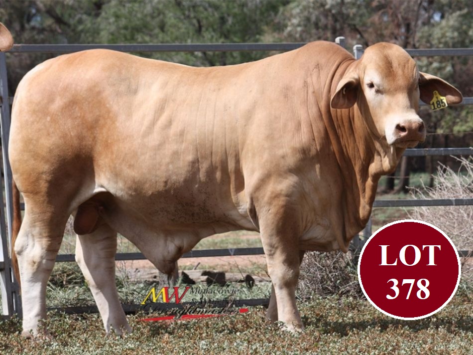 Lot 378 Minlacowie Xenia 9185 1