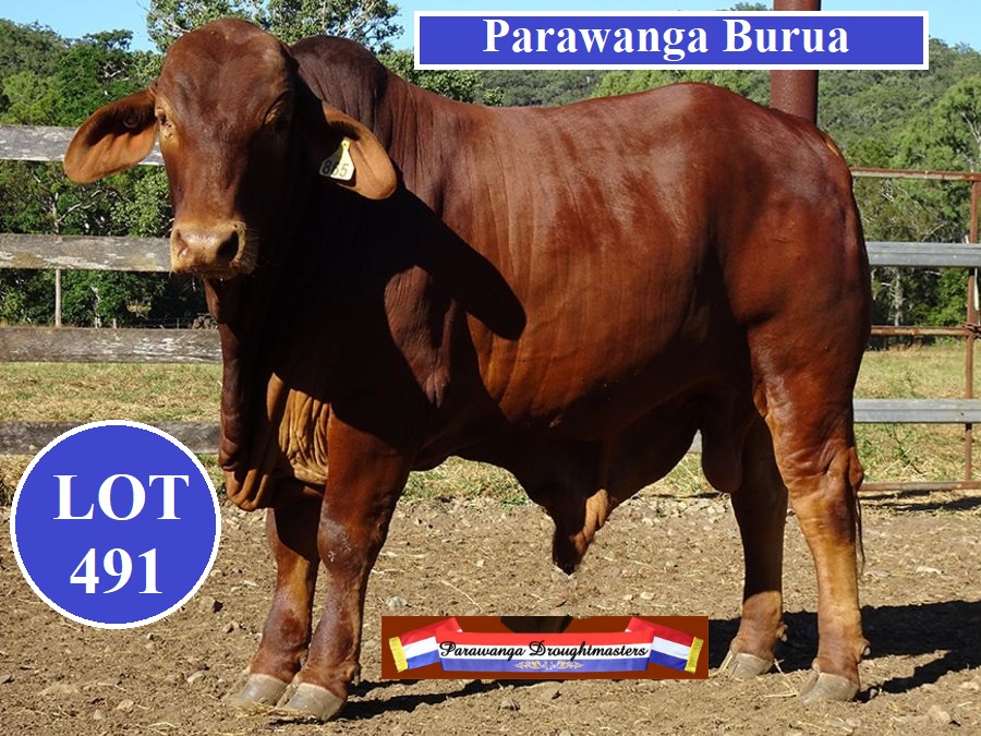 Lot 491 P Burua