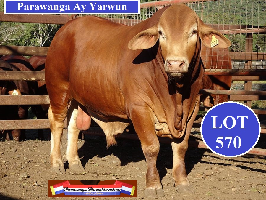 Lot 570 P Ay Yarwun