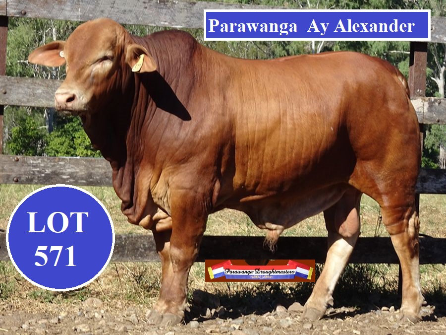 Lot 571 P Ay Alexander