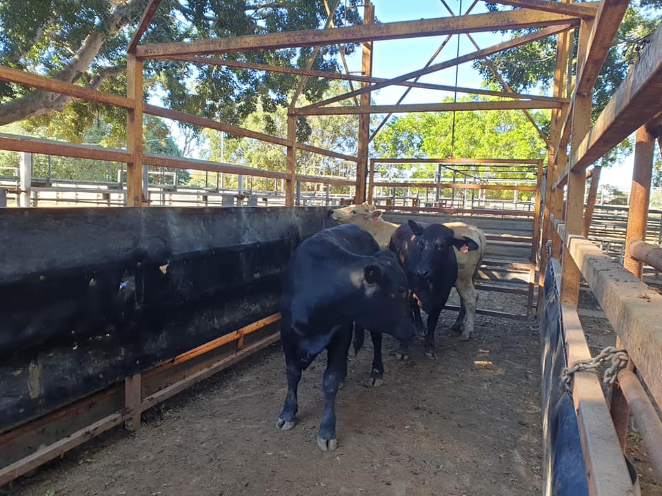 Mareeba Cattle Market Jim Pola Digital Marketing