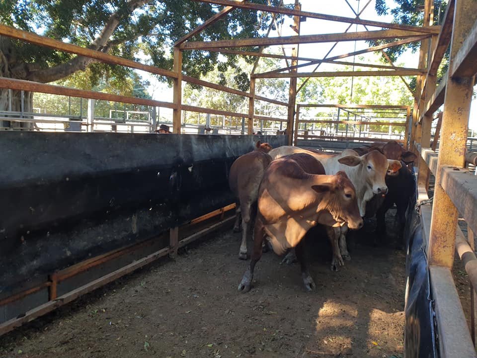Mareeba Cattle Market Jim Pola Digital Marketing